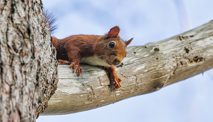 Rallye nature : les mammifères